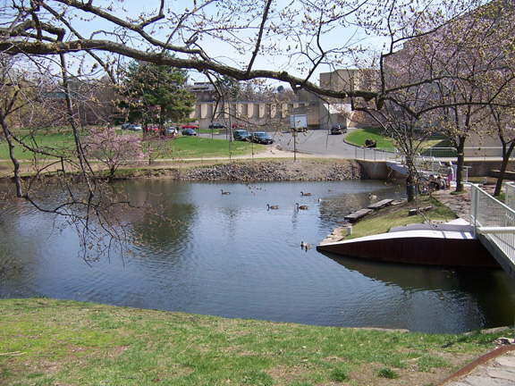 Campus Pond Mallards