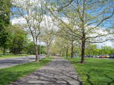 Sycamore Lined Path